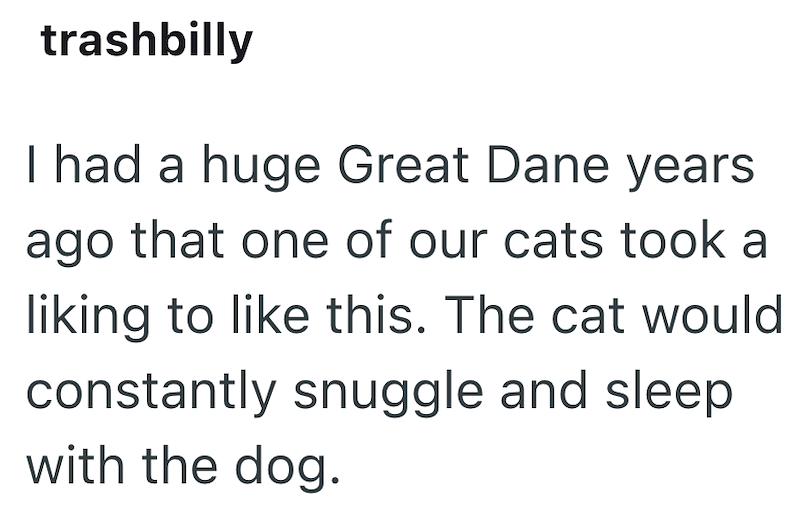 trashbilly I had a huge Great Dane years ago that one of our cats took a liking to like this. The cat would constantly snuggle and sleep with the dog.