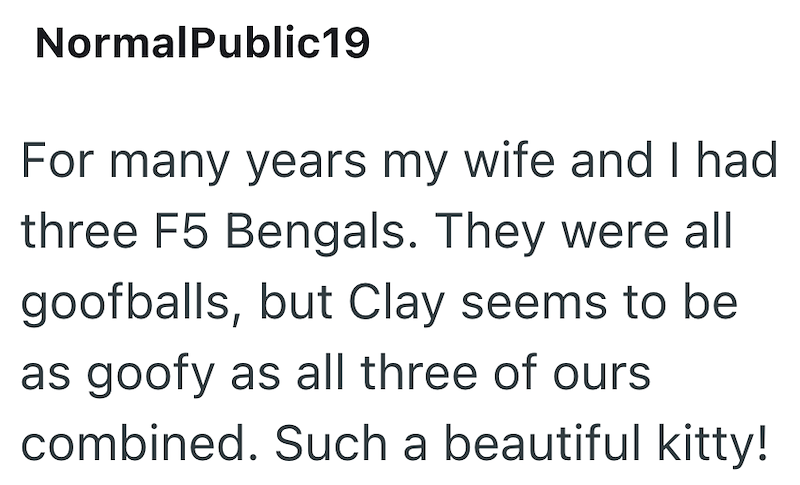 NormalPublic19 For many years my wife and I had three F5 Bengals. They were all goofballs, but Clay seems to be as goofy as all three of ours combined. Such a beautiful kitty!