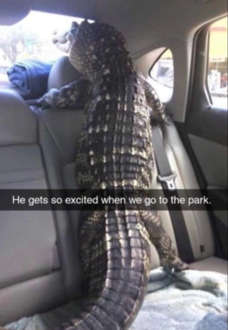 He gets so excited when we go to the park.