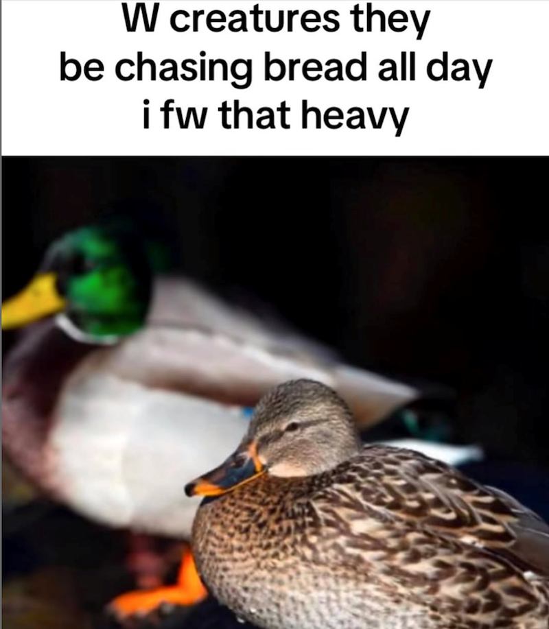 W creatures they be chasing bread all day i fw that heavy