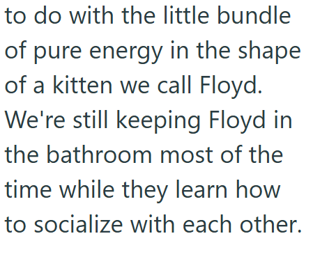 to do with the little bundle of pure energy in the shape of a kitten we call Floyd. We're still keeping Floyd in the bathroom most of the time while they learn how to socialize with each other.