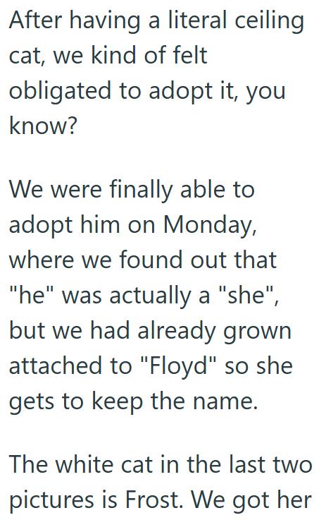 After having a literal ceiling cat, we kind of felt obligated to adopt it, you know? We were finally able to adopt him on Monday, where we found out that "he" was actually a "she", but we had already grown attached to "Floyd" so she gets to keep the name. The white cat in the last two pictures is Frost. We got her
