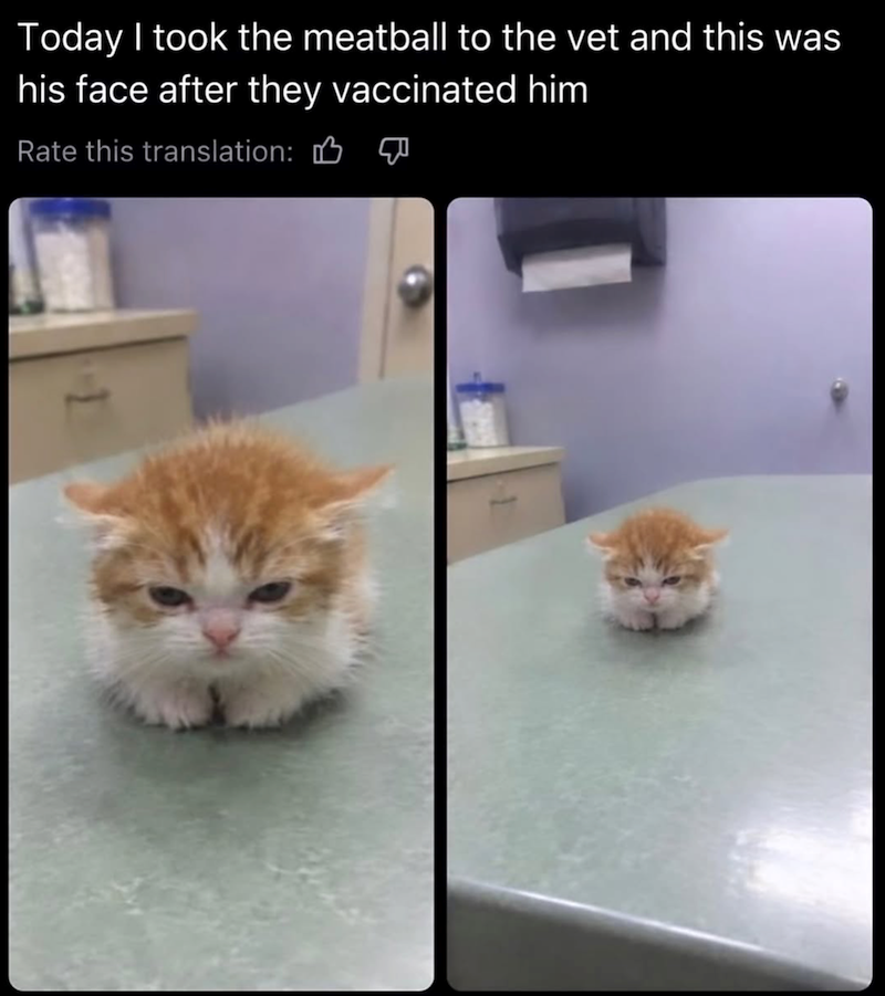 Today I took the meatball to the vet and this was his face after they vaccinated him Rate this translation: B