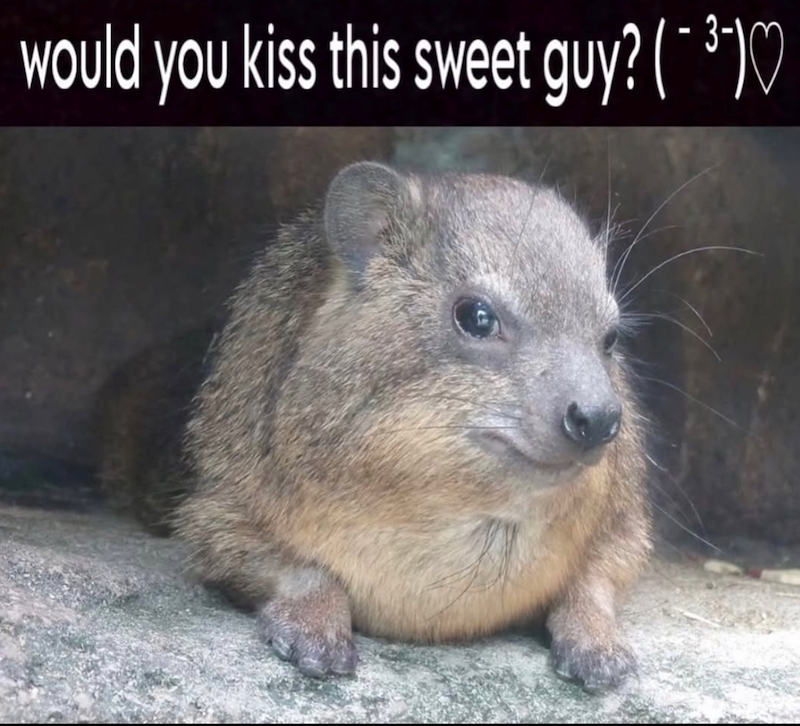 would you kiss this sweet guy? (¯ ³¯)♡