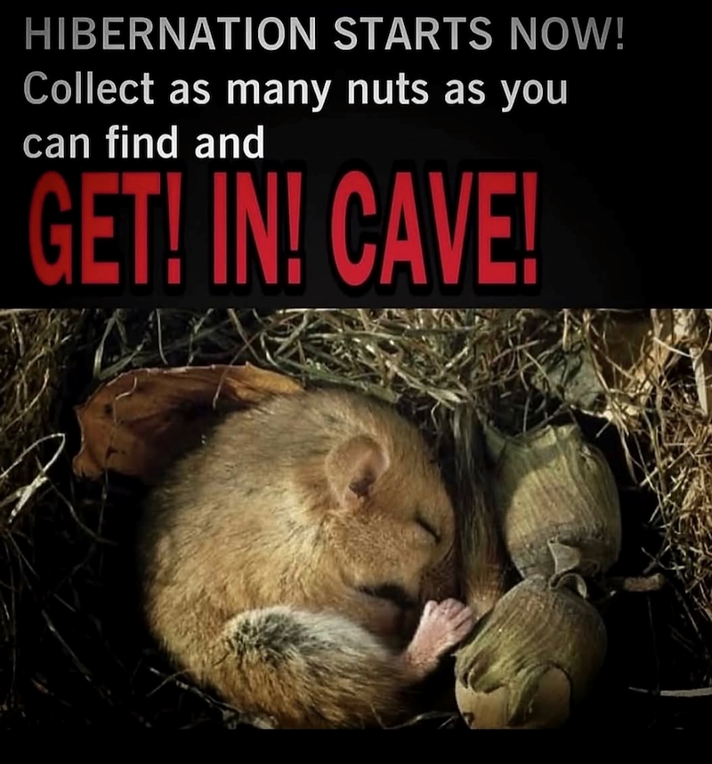 HIBERNATION STARTS NOW! Collect as many nuts as you can find and GET! IN! CAVE!