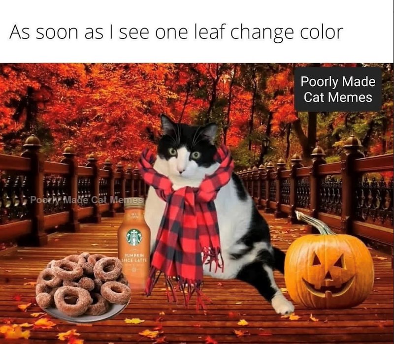 As soon as I see one leaf change color Poorly Made Cat Memes Poorly Made Cat Memes PUMPKIN SPICE LATTE