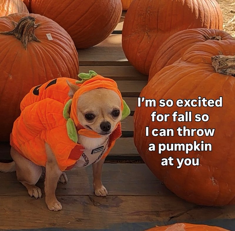 I'm so excited for fall so I can throw a pumpkin at you