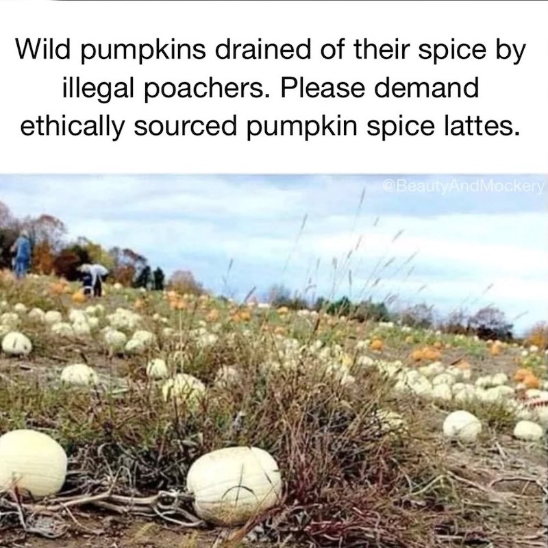 Wild pumpkins drained of their spice by illegal poachers. Please demand ethically sourced pumpkin spice lattes. @BeautyAndMockery