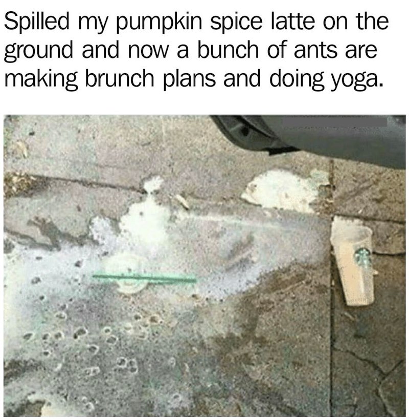 Spilled my pumpkin spice latte on the ground and now a bunch of ants are making brunch plans and doing yoga.