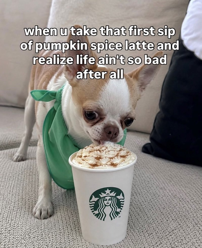 when u take that first sip of pumpkin spice latte and realize life ain't so bad after all