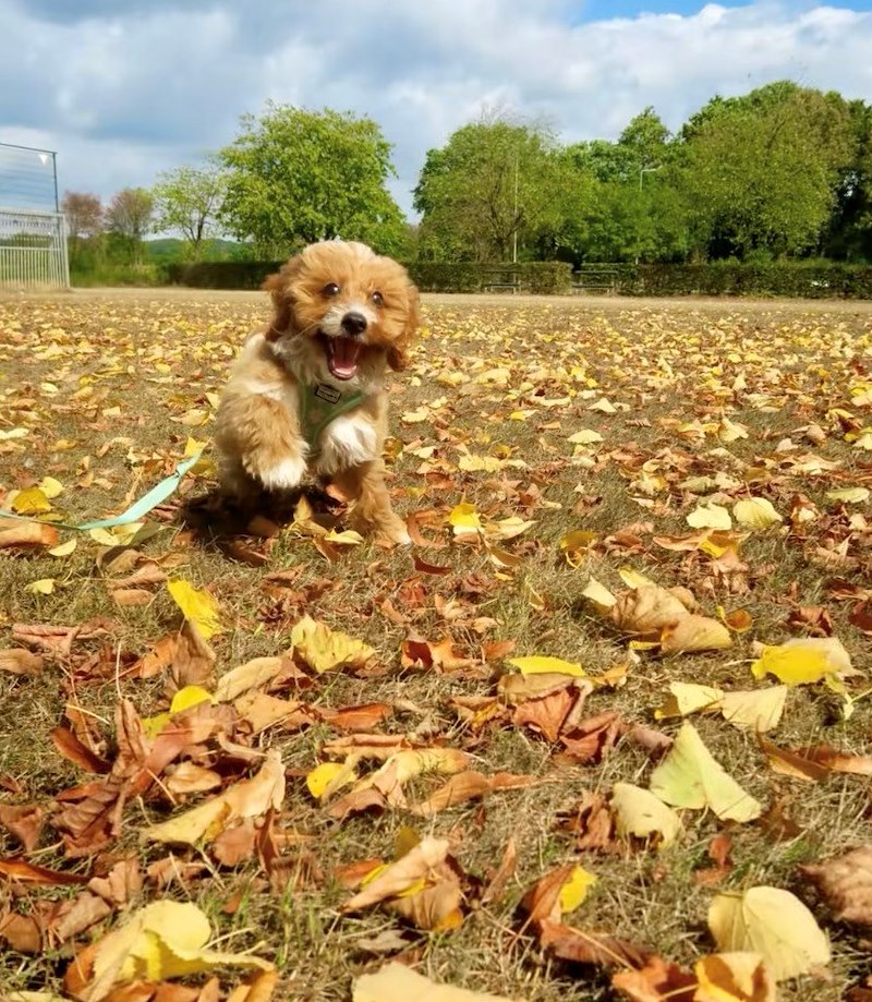 POV are leaf obsessed pup and 's finally autumn 