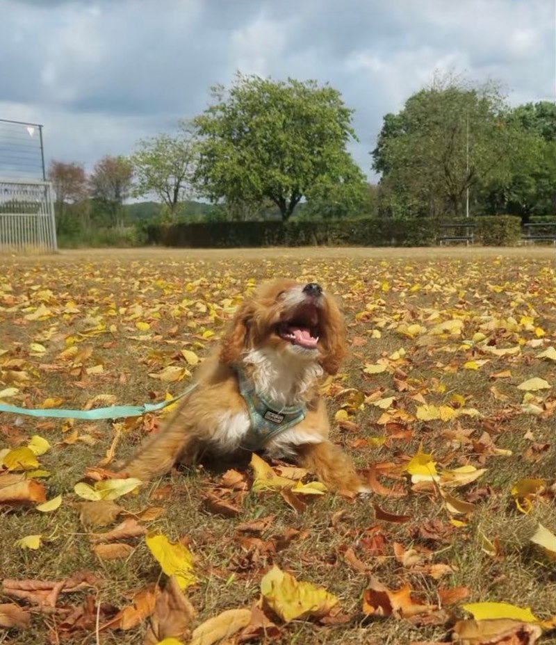 POV are leaf obsessed pup and 's finally autumn 