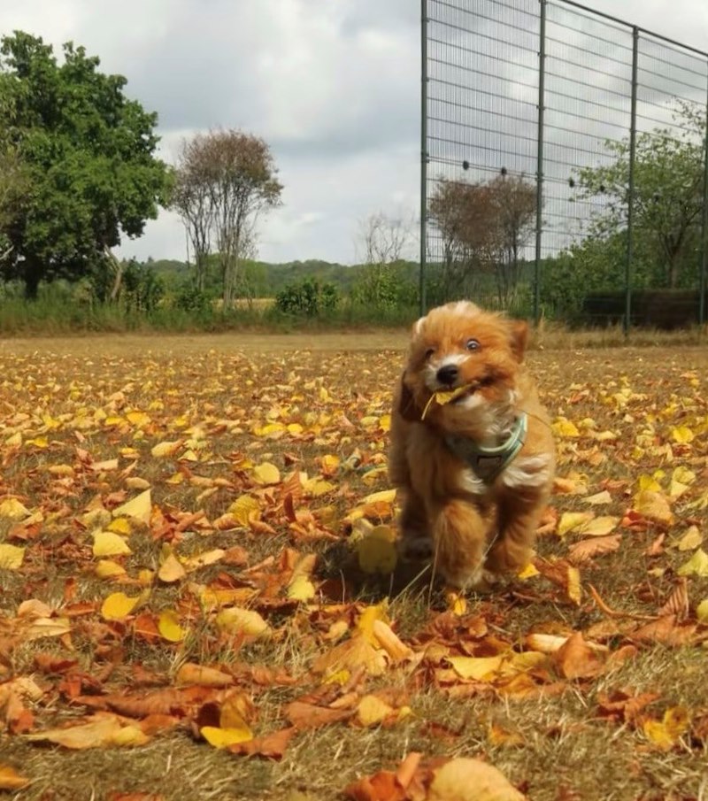 POV are leaf obsessed pup and 's finally autumn 