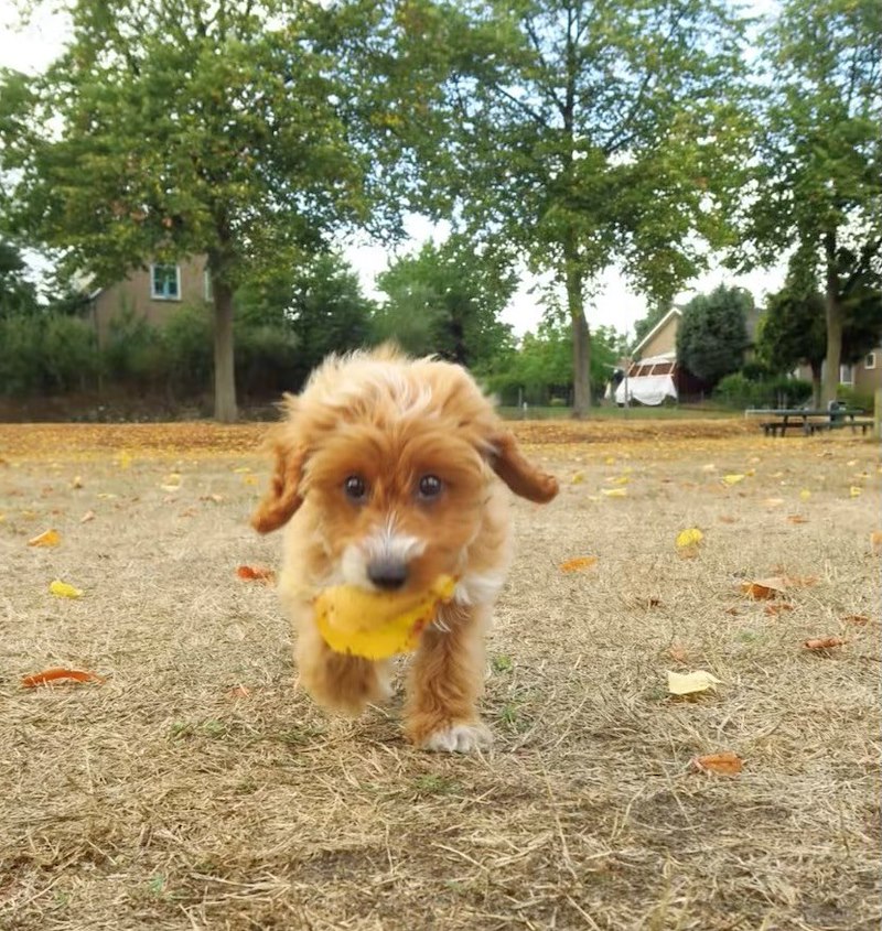 POV are leaf obsessed pup and 's finally autumn 