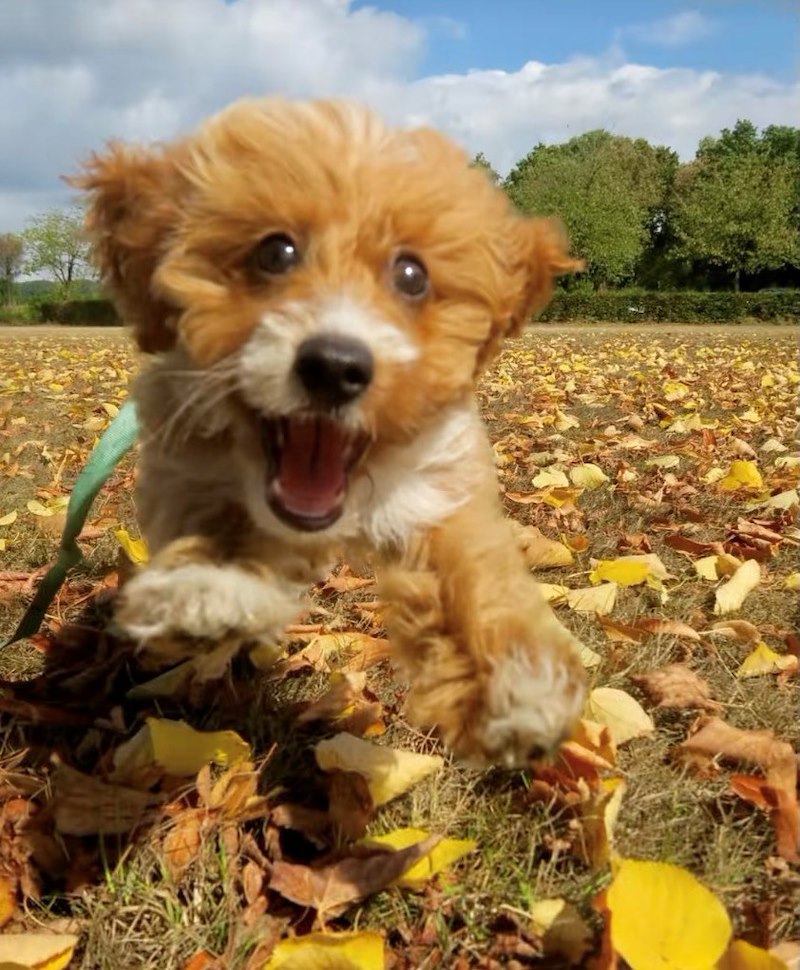 POV are leaf obsessed pup and 's finally autumn 