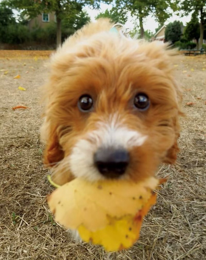 POV are leaf obsessed pup and 's finally autumn 