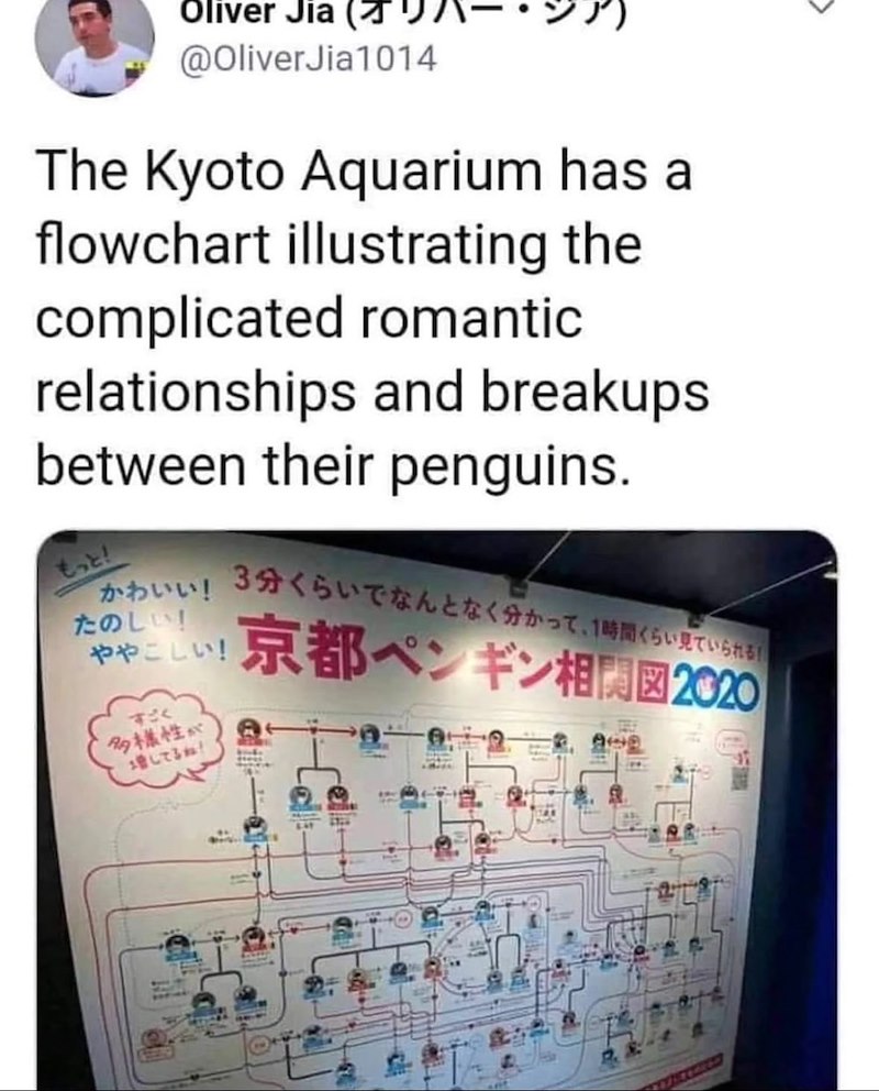 Oliver Jia @Oliver Jia1014 The Kyoto Aquarium has a flowchart illustrating the complicated romantic relationships and breakups between their penguins. もっと! かわいい! たのしい! ややこしい! すごく 多様性が 増してるね!! 3分くらいでなんとなく分かって、1時間くらい見ていられる 京都 ペンギン相関図2020