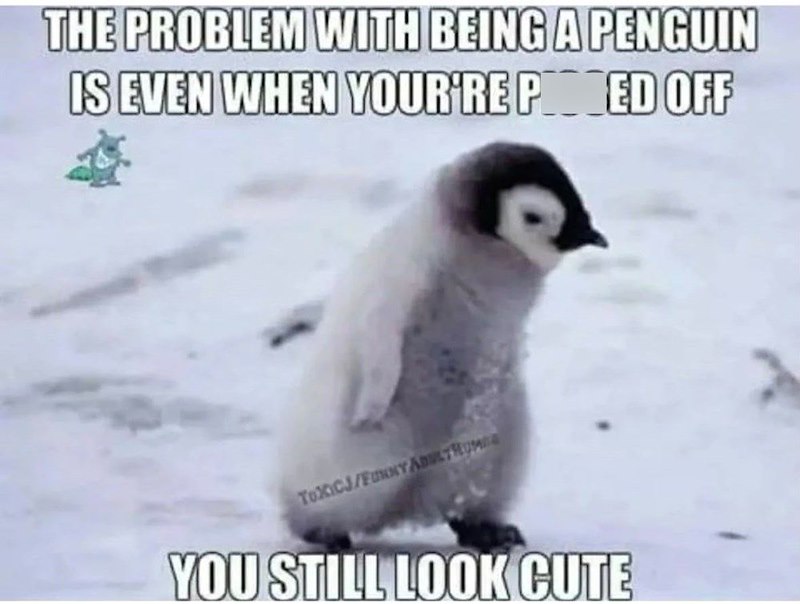 THE PROBLEM WITH BEING A PENGUIN IS EVEN WHEN YOUR'RE PRED OFF TOXICJ/FUNNY ADULTHO YOU STILL LOOK CUTE