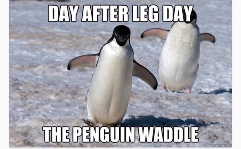 DAY AFTER LEG DAY THE PENGUIN WADDLE quickmeme.com