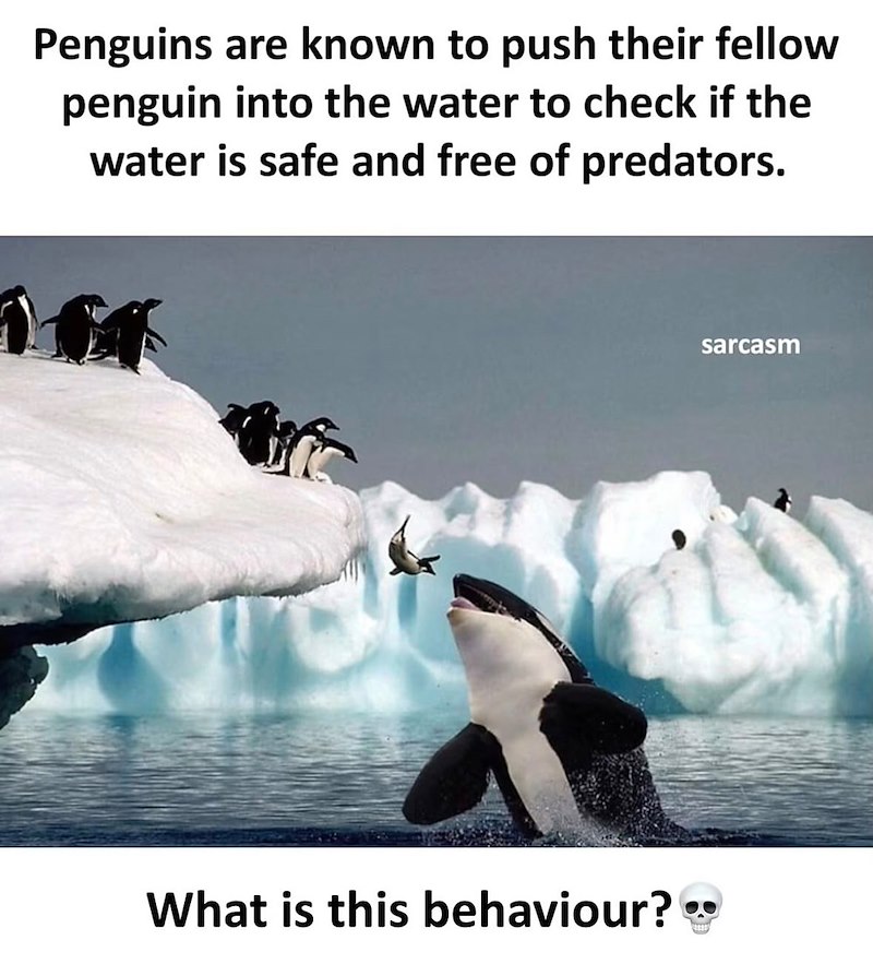 Penguins are known to push their fellow penguin into the water to check if the water is safe and free of predators. What is this behaviour? sarcasm
