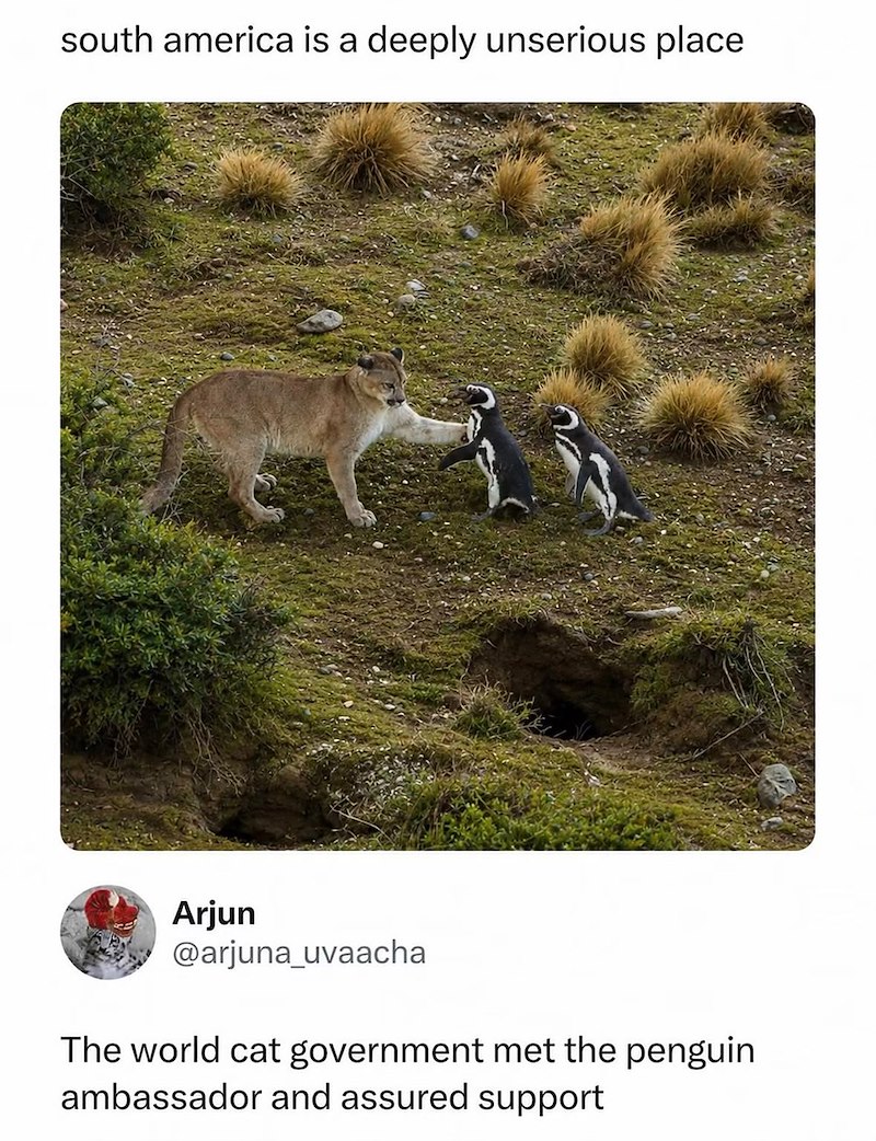 south america is a deeply unserious place Arjun @arjuna_uvaacha The world cat government met the penguin ambassador and assured support