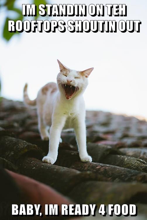 IM STANDIN ON TEH ROOFTOPS SHOUTIN OUT BABY, IM READY 4 FOOD