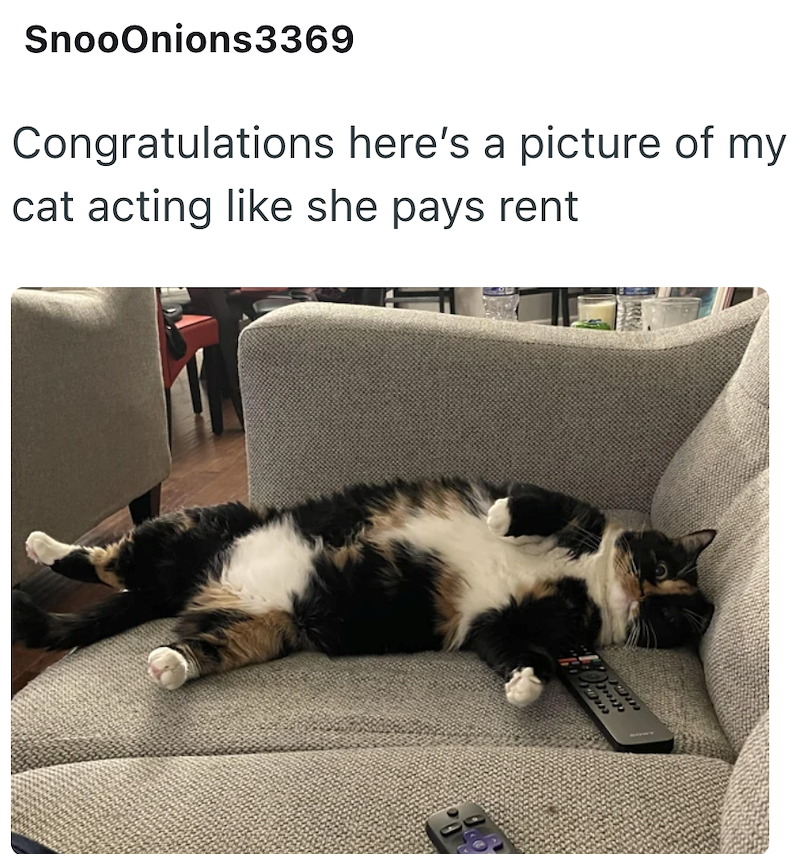 SnooOnions3369 Congratulations here's a picture of my cat acting like she pays rent