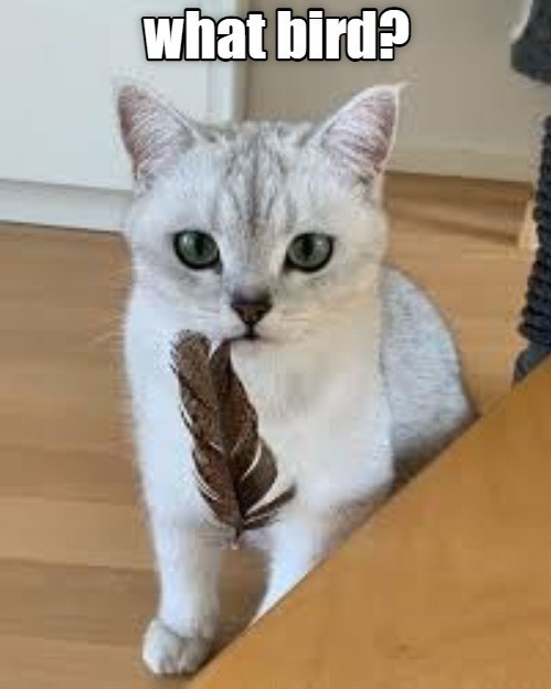 what bird?