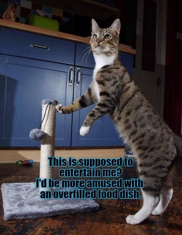 This is supposed to entertain me? I'd be more amused with an overfilled food dish.