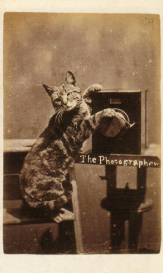 The Photographer