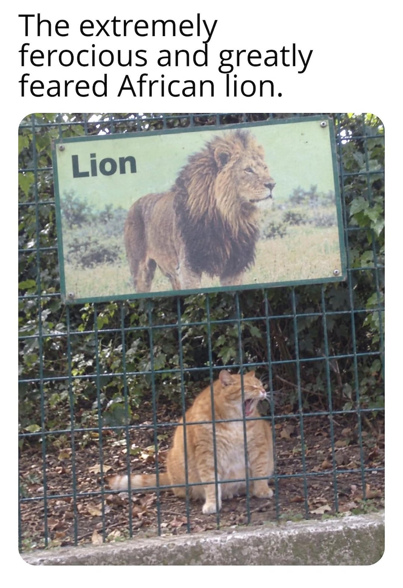 The extremely ferocious and greatly feared African lion. Lion