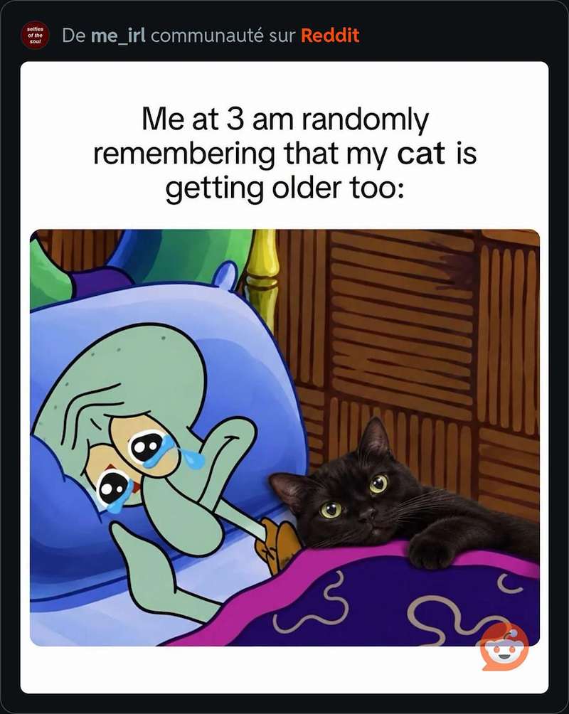 selfies of the soul De me_irl communauté sur Reddit Me at 3 am randomly remembering that my cat is getting older too: