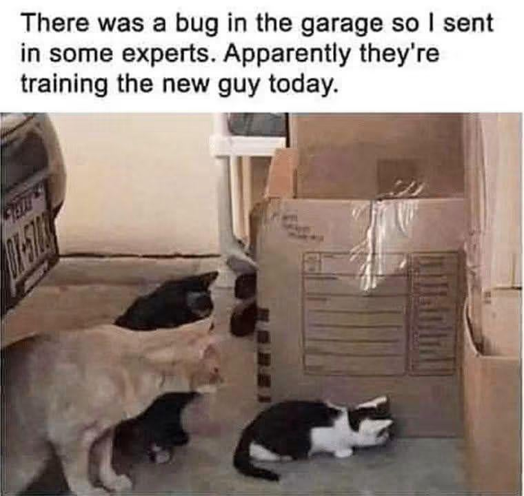 There was a bug in the garage so I sent in some experts. Apparently they're training the new guy today.