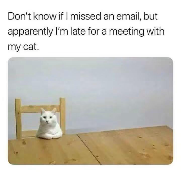 Don't know if I missed an email, but apparently I'm late for a meeting with my cat.