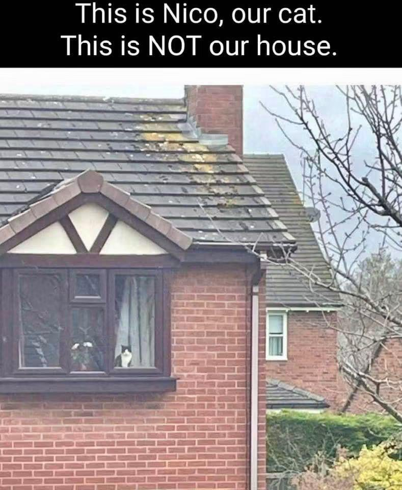 This is Nico, our cat. This is NOT our house.