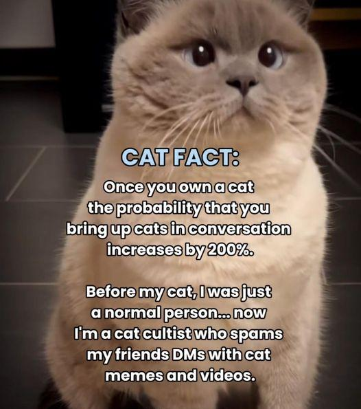 CAT FACT: Once you own a cat the probability that you bring up cats in conversation increases by 200%. Before my cat, I was just a normal person... now I'm a cat cultist who spams my friends DMs with cat memes and videos.