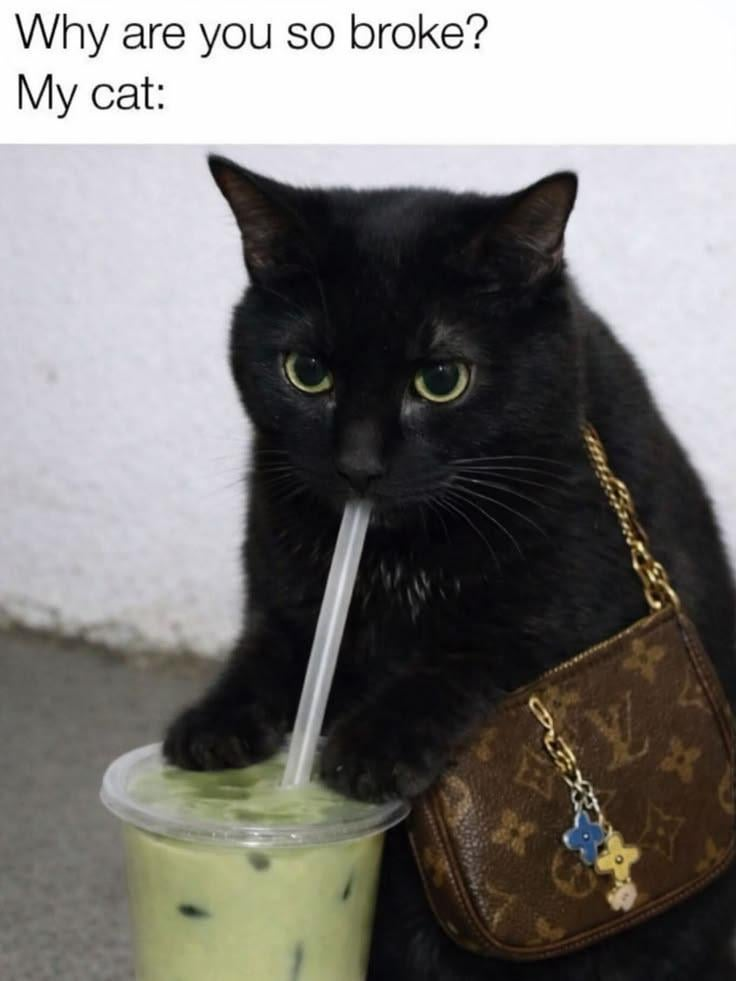 Why are you so broke? My cat: