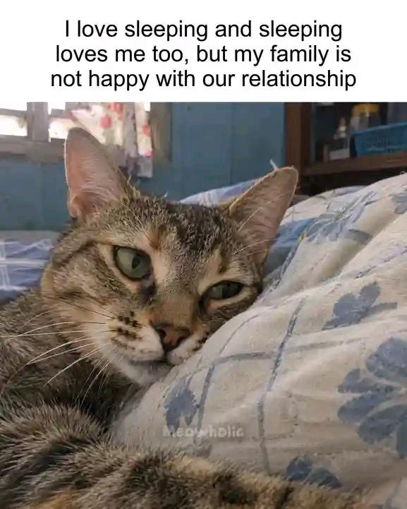 I love sleeping and sleeping loves me too, but my family is not happy with our relationship Meowholic