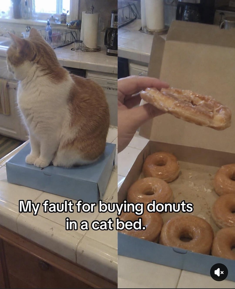 A My fault for buying donuts in a cat bed.