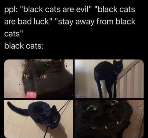 ppl: "black cats are evil" "black cats are bad luck" "stay away from black cats" black cats: