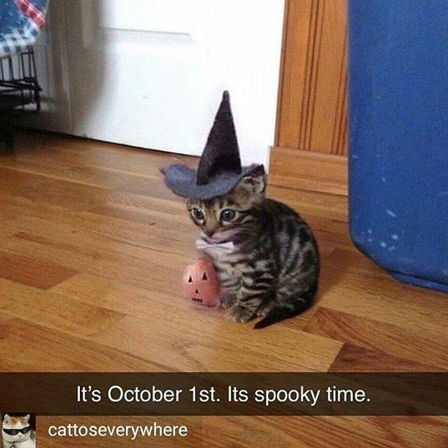 It's October 1st. Its spooky time. cattoseverywhere