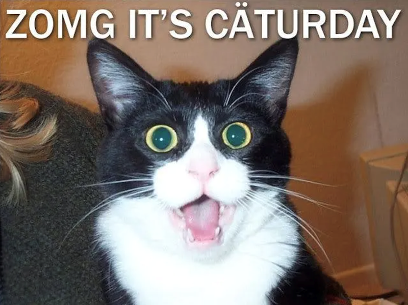 ZOMG IT'S CATURDAY