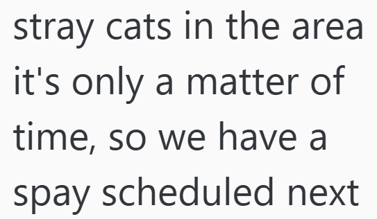 stray cats in the area it's only a matter of time, so we have a spay scheduled next