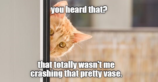 you heard that? that totally wasn't me crashing that pretty vase.