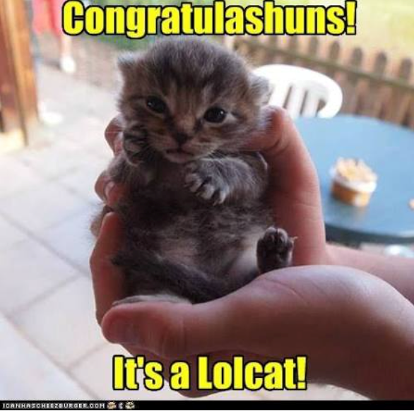 Congratulashuns! It's a Lolcat! ICANHASCHEEZBURGER.COM IC