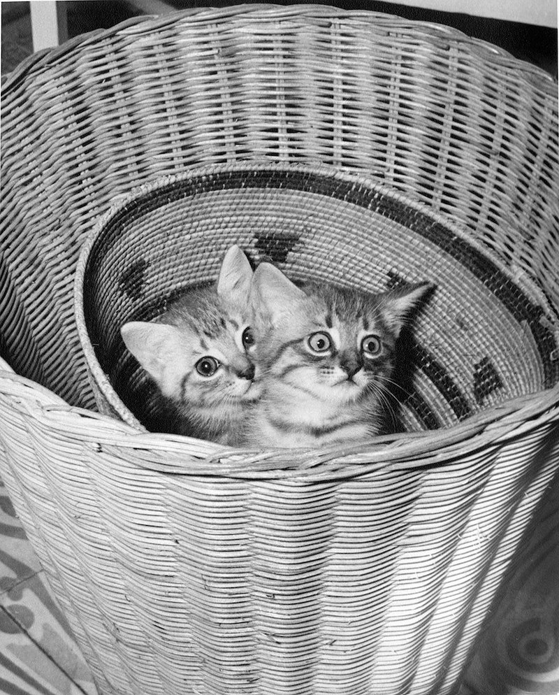 Cheezburger Image 10670831616