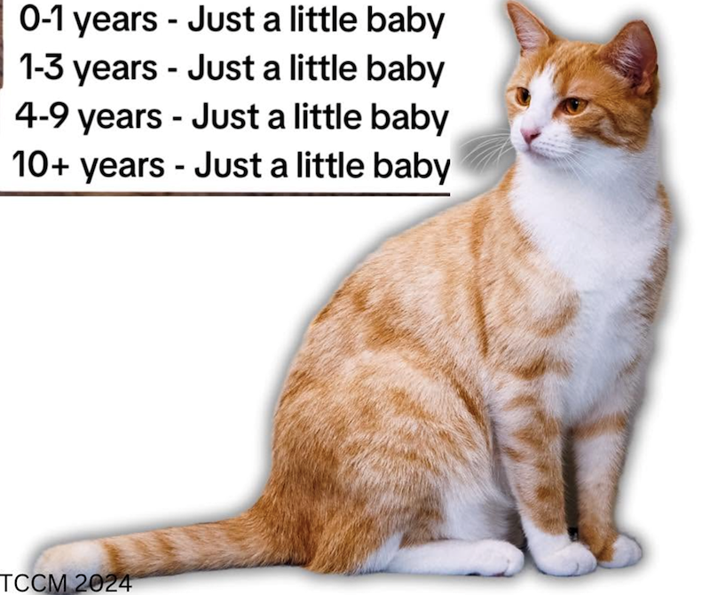 0-1 years - Just a little baby 1-3 years - Just a little baby 4-9 years - Just a little baby 10+ years - Just a little baby TCCM 2024