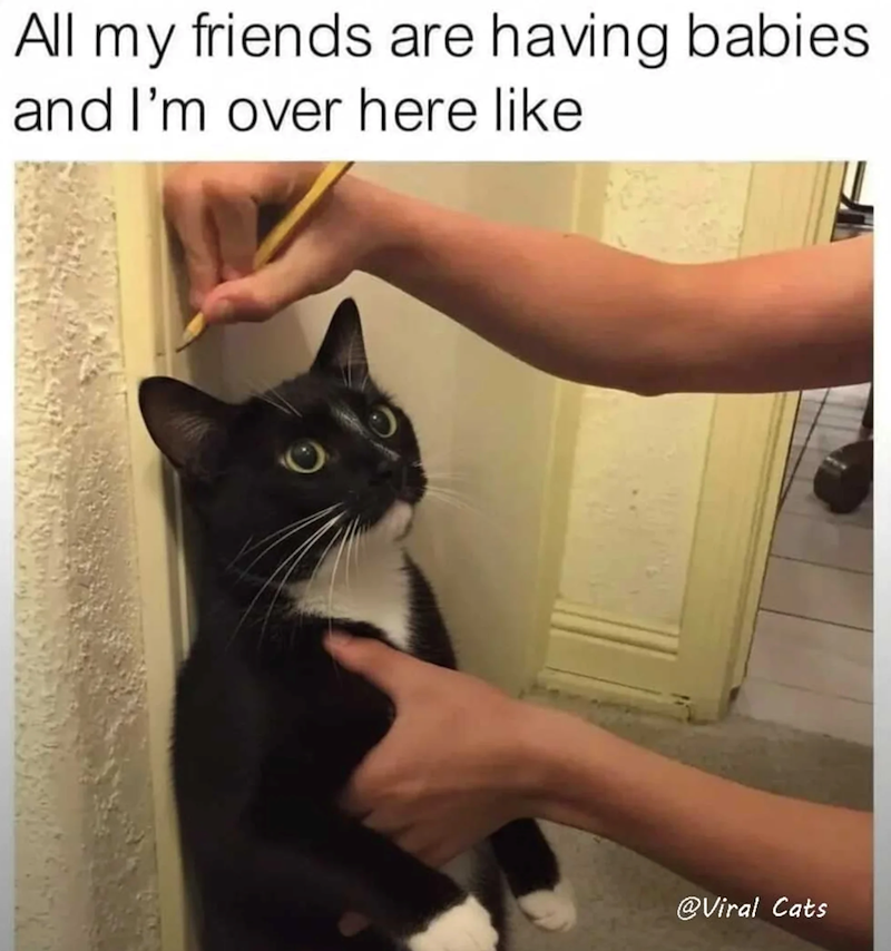 All my friends are having babies and I'm over here like @Viral Cats
