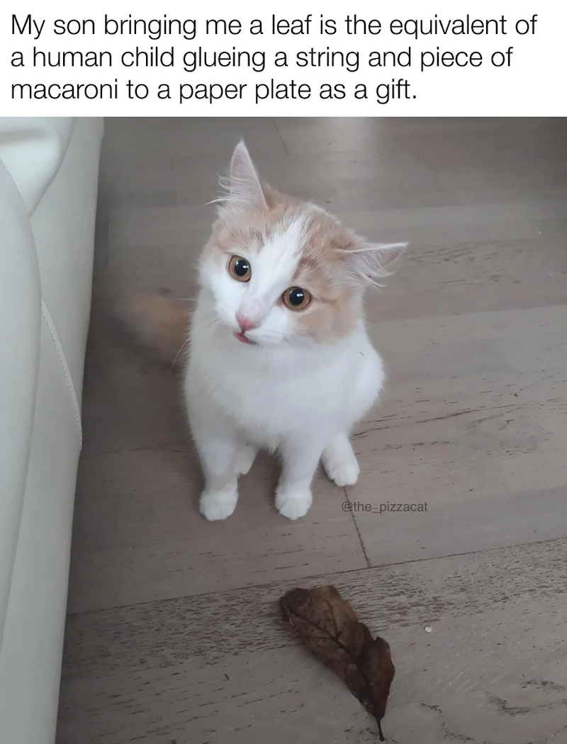 My son bringing me a leaf is the equivalent of a human child glueing a string and piece of macaroni to a paper plate as a gift. @the-pizzacat