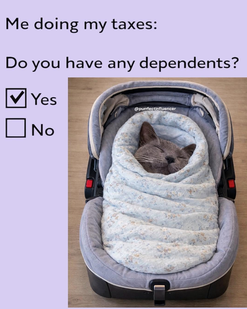 Me doing my taxes: Do you have any dependents? Yes @purrfectinfluencer No
